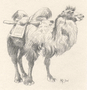 Gansu Camel